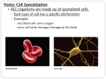 Notes: Cell Specialization