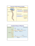 Structure of the Nervous System Functional Classes of Neurons