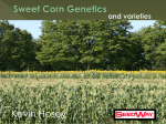 Sweet Corn Genetics