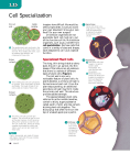 Cell Specialization - hrsbstaff.ednet.ns.ca