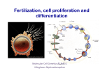 4Fertilization, cell proliferation and differentiation