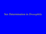 Sex Determination in Drosophila