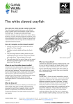 The white clawed crayfish