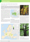 Carpinus betulus - Forest