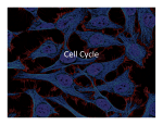 Cell Cycle - MissDutka