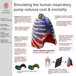 Human respiratory model with lungs, diaphragm and ribcage.