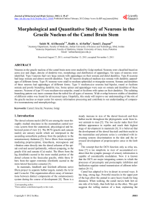 Morphological and Quantitative Study of Neurons in the Gracile