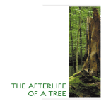 THE AFTERLIFE OF A TREE
