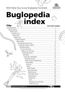 NSW Water Bug Survey Buglopedia Factsheets