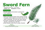 Sword Fern - Native Plant Trail Sign