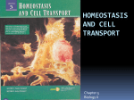 homeostasis and cell transport