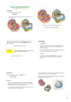 Chapter 2: Eukaryotic Cell Structure