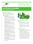 Caterpillars Fact Sheet