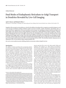 Dual Modes of Endoplasmic Reticulum-to
