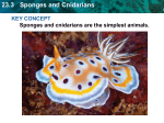 23.3 Sponges and Cnidarians