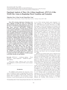 Functional Analysis of Three Lily (Lilium longiflorum) APETALA1