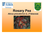 Rosary Pea - Center for Aquatic and Invasive Plants