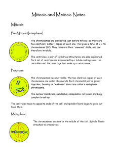 Mitosis and Meiosis Notes