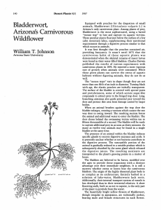 Bladderwort, Arizona`s Carnivorous Wildflower