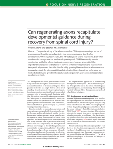 Can regenerating axons recapitulate developmental