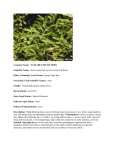 Common Name: TAYLOR`S FILMY FERN Scientific Name