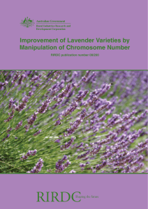 Improvement of Lavender Varieties by Manipulation of Chromosome