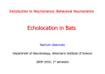 Echolocation in Bats - Weizmann Institute of Science