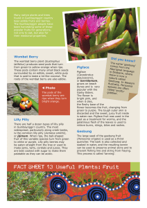 FACT SHEET 13 Useful Plants: Fruit