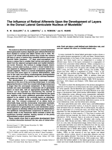 The Influence of Retinal Afferents Upon the Development of Layers