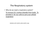 The Respiratory system