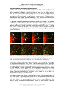 Protocadherin mediates collective axon extension of neurons