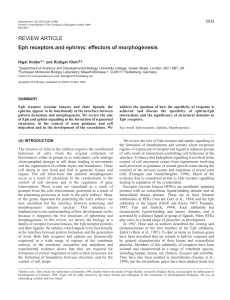 Eph signalling and morphogenesis - Development