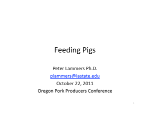 Feeding Pigs