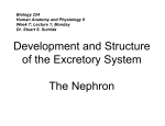 Development and Structure of the Excretory System The Nephron