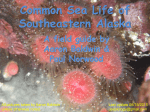 Common Sea Life of Southeastern Alaska