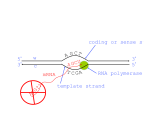 5` 3` 3` 5` w c A T coding or sense st template strand mRNA GA C GC