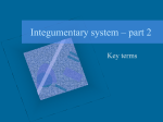Integumentary system – part 2