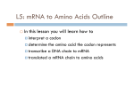 L5 mRNA to Amino Acids File