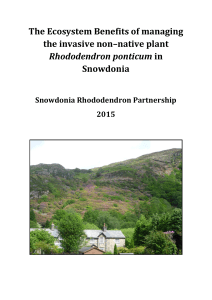 Rhododendron in Snowdonia - Snowdonia National Park Authority