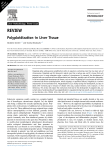 Polyploidization in Liver Tissue