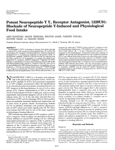 Potent Neuropeptide Y Y, Receptor Antagonist, 1229U91: Blockade