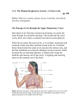 11.2: The Human Respiratory System: A Closer Look pg. 450 Define