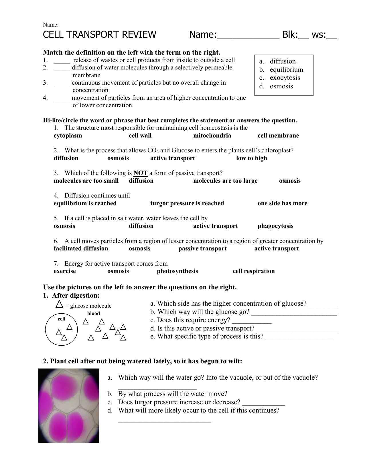 CELL TRANSPORT WORKSHEET Pertaining To Cell Transport Review Worksheet