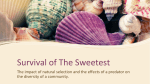 Survival of The Sweetest