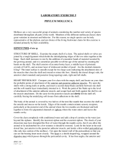 LABORATORY EXERCISE 5 PHYLUM MOLLUSCA