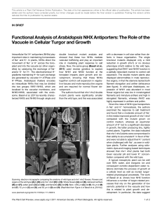Functional Analysis ofArabidopsisNHX Antiporters