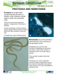 protozoa and nematodes