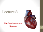 Lecture_8_Cardiovascular System_13