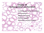 Osmoregulation and excretion