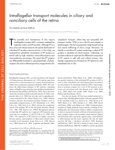 Intraflagellar transport molecules in ciliary and nonciliary cells of the